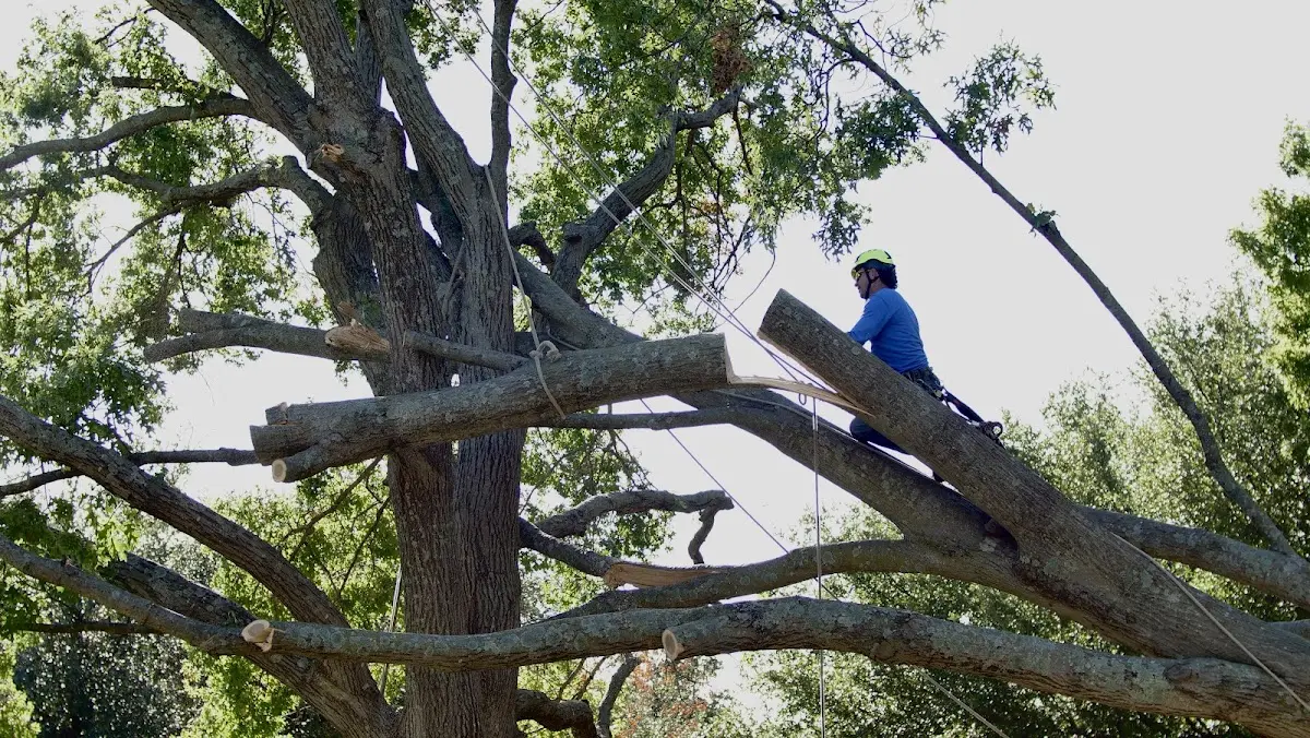 Professional Crown Thinning performed by certified arborists in Slaton