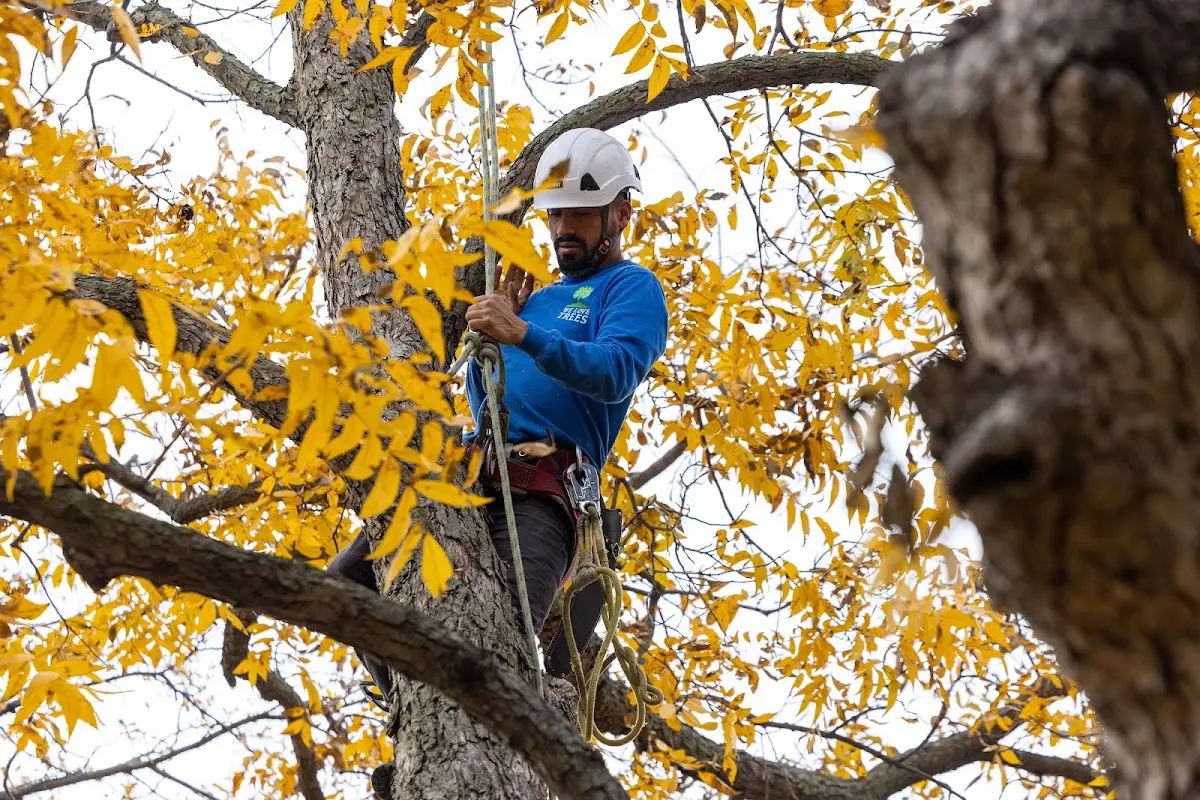 Skilled Dead Tree Removal crew working in Slaton